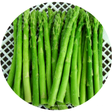 Asperges congelées asparagusfrozen iqf asperges en gros